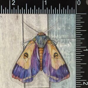 🌀10/$10🌀 Translucent Moth Dragonfly Beetle Reusable Waterproof Sticker Decal